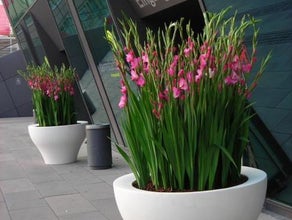 Gladiolen in Ming-Vase