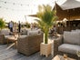 Hanfpalme mit Holz-Topf, Wetterfest. ARECA Palme mieten – Tropische Goldfruchtpalme für Event, Messe & Beach-Party - Galerie - Bild 3