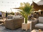 Hanfpalme mit Holz-Topf, Wetterfest. ARECA Palme mieten – Tropische Goldfruchtpalme für Event, Messe & Beach-Party - Galerie - Bild 3