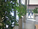 Pflanzenkübel mieten - Galerie - Bild 1