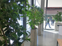 Pflanzenkübel - Galerie - Bild 2