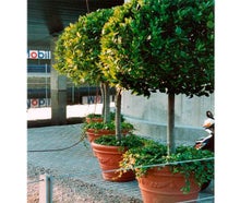 Lorbeerbaum mittel  im Terradekor-Topf