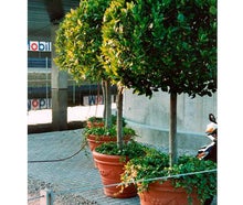 Lorbeerbaum mittel im Terradekor-Topf