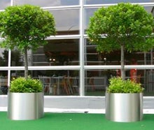 Lorbeerbaum mittel  im Edelstahlring