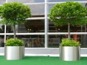 Lorbeerbaum mittel  im Edelstahlring