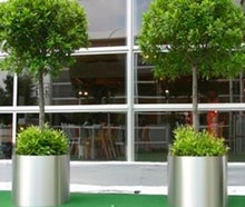 Lorbeerbaum mittel im Edelstahlring