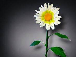 Margerite Riesenblume  XXL