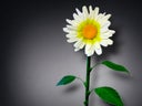 Margerite Riesenblume  XXL