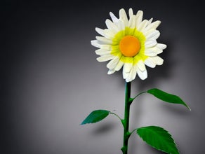 Margerite Riesenblume XXL