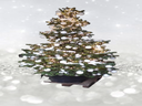 Geschmückter Weihnachtsbaum (leben) bis 3,00m Hollywood style - Galerie - Bild 1
