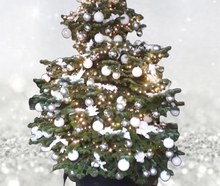 Geschmückter Weihnachtsbaum (leben) bis 3,00m Hollywood style