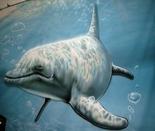 Delfin Unterwasser Bühnenbild