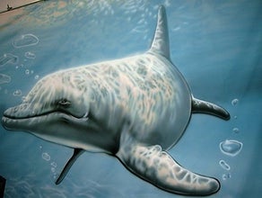 Delfin Unterwasser Bühnenbild
