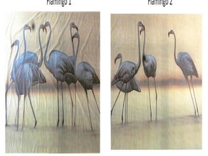 Flamingos Kulisse, Vogel