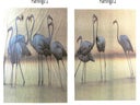 Flamingos Kulisse, Vogel