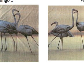 Flamingos Kulisse, Vogel