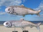 Riesen - Fische - Galerie - Bild 2