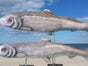 Riesen - Fische - Galerie - Bild 2