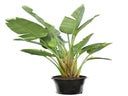 Strelitzie Echtpflanze 200 cm