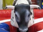 Bull Riding / Rodeo Bulle - Galerie - Bild 4
