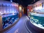 AquaDom & SEA LIFE Berlin - Galerie - Bild 3