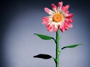 Riesenblume XXL Sommerblume Blume Blumenzubehör Pflanzen