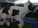 Melkkuh oder Rodeobulle manuell oder Riesendart
