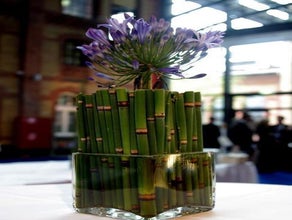 Equisetum im Glaskubus
