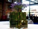 Equisetum im Glaskubus