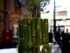 Equisetum im Glaskubus