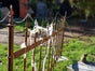 Friedhof Zaun, Halloween Dekoration, Zaun Metall, Grusel - Galerie - Bild 4