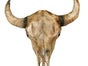 Kuhschädel, Schädel, Kuh, Rind, Figur, Western, Wilder Westen, Cowboy - Galerie - Bild 2