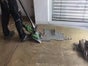 Teppichstripper - Galerie - Bild 2
