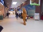 Walk-Act Osterhase / Laufkostüm / Paradekostüm / Kostüm - Galerie - Bild 2
