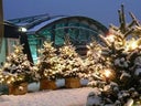 Winterwald