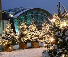 Winterwald