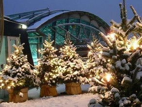 Winterwald