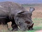 Afrikanische Tiere - Kulisse, Afrika, Tier, Giraffe, Löwe, Nashorn, Figur - Galerie - Bild 3
