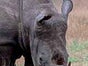 Afrikanische Tiere - Kulisse, Afrika, Tier, Giraffe, Löwe, Nashorn, Figur - Galerie - Bild 3