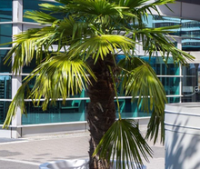 Chamaerops im Gartentopf
