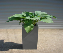 Hosta
