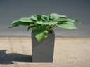 Hosta