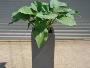 Hosta