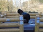 Bullriding - Rodeo - Bullridinganlage - Bullenreiten - Western Event mieten - Galerie - Bild 4