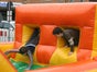 Hindernisbahn Jungle Run - Galerie - Bild 2