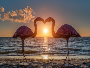 Flamingo Hochzeitsdekoration