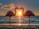 Flamingo Hochzeitsdekoration