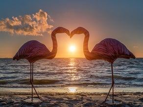 Flamingo Hochzeitsdekoration