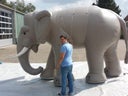Elefant, aufblasbar, Afrika, Indien, Asien, Stoßzähne, Figur, Tier - Galerie - Bild 1
