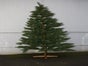 Weihnachtsbaum Nordmanntanne 220cm - Galerie - Bild 2